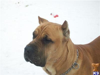 Stud Dogs - Cane Corso